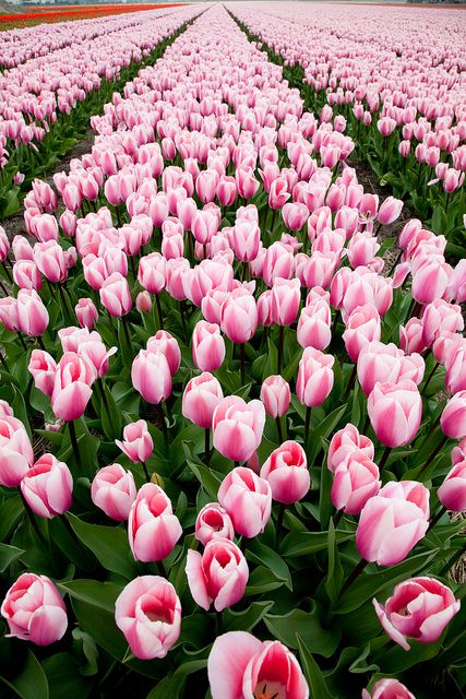 Spring Romance