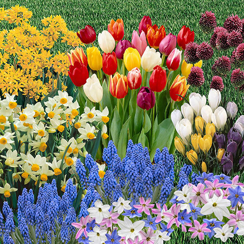 Spring Collection